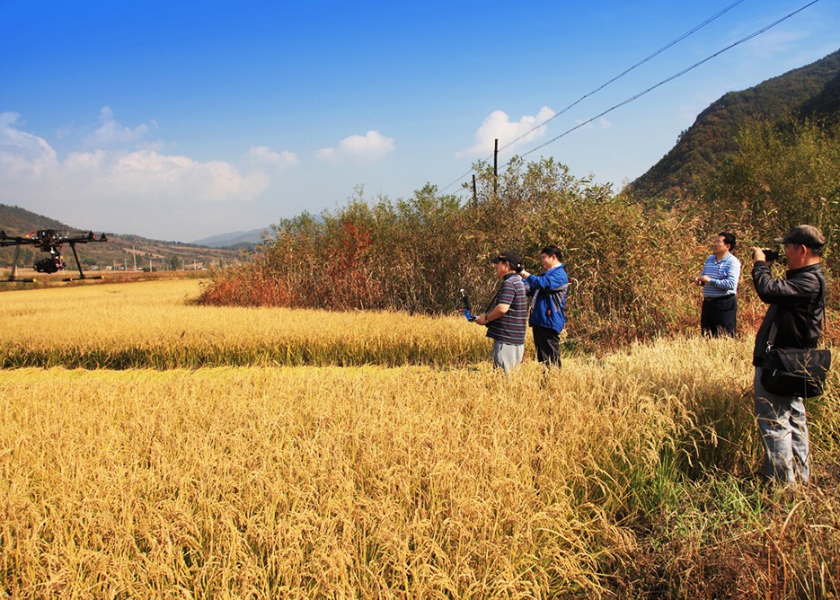 5.摄制组在金灿灿的稻田取景.jpg