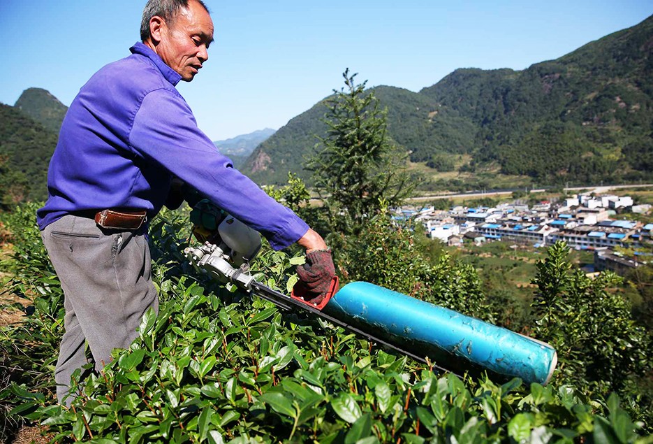 3 在福建省福鼎市赤溪村村民在修剪白毛茶茶树.jpg