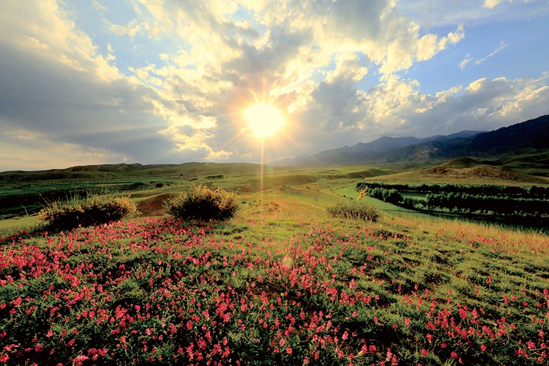 山花烂漫的后花园.jpg