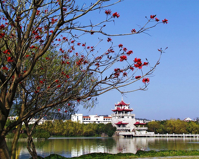 【东湖公园刺桐花】（陈英杰摄影）.jpg