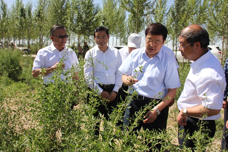 在海西州德令哈市柯鲁柯镇枸杞种植示范基地调研_副本.jpg