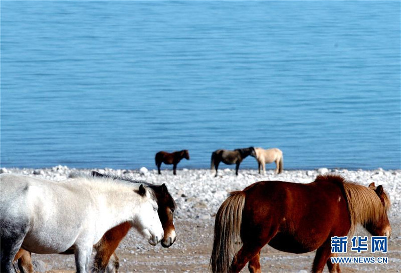 7.一群马在青海湖畔活动（2006年11月18日摄）。 新华社记者 侯德强 摄.jpg
