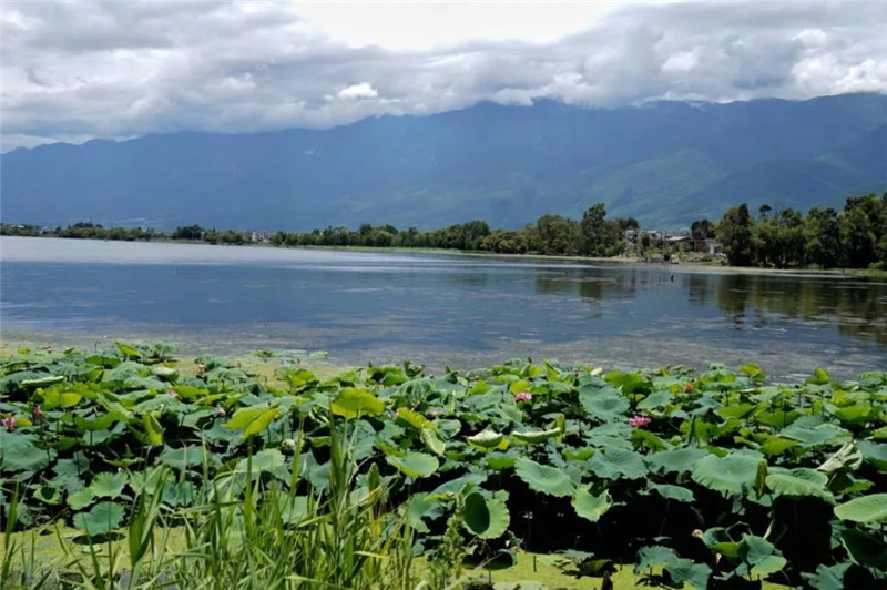 14.大理洱海边的湿地风景(2019年8月10日摄).webp.jpg