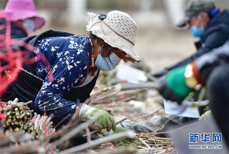 15. 在青海省玉树藏族自治州高原千亩林木良种繁育实验基地，当地群众在扦插育苗（3月29日摄）。新华社记者 张龙 摄.jpg