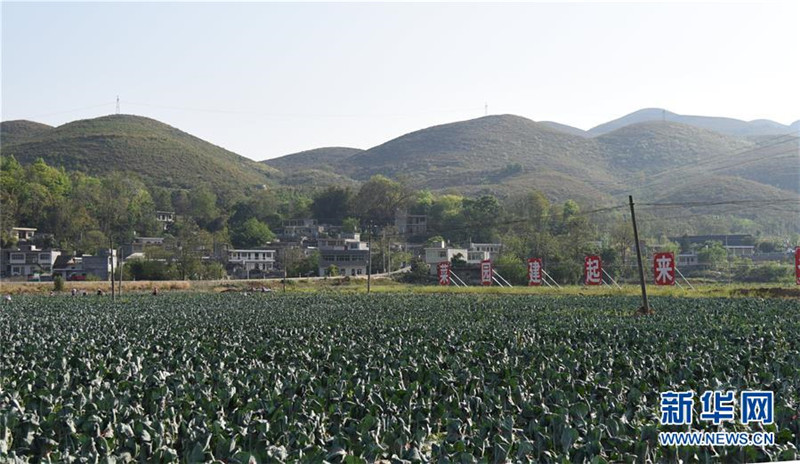2. 这是晴隆县光照镇东方红坝区种植的蔬菜（3月31日摄）。 新华社记者 施钱贵 摄.jpg