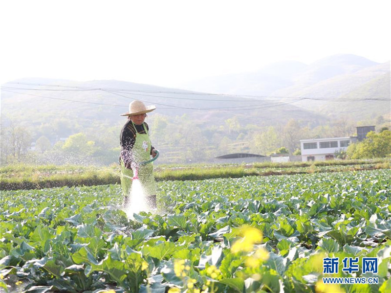 3. 在晴隆县光照镇东方红坝区，工人在给蔬菜浇水（3月31日摄）。 新华社记者 郑明鸿 摄.jpg