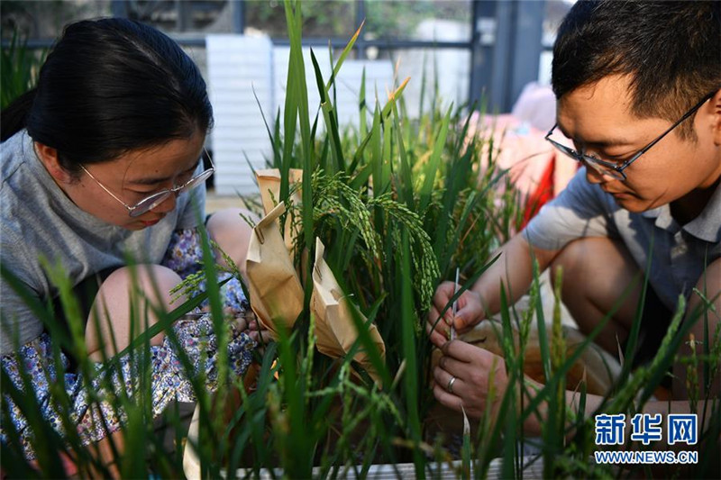 7. 科研人员在南繁育种基地温室内工作（1月11日摄）。新华社记者 郭程 摄.jpg
