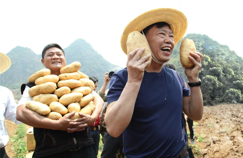 3. 中国工程院朱有勇院士(右一）拿着刚刚挖出的“比脸还大”的新鲜土豆，朝着镜头展示。1小时的直播，他为农民卖出了25吨土豆.webp.jpg