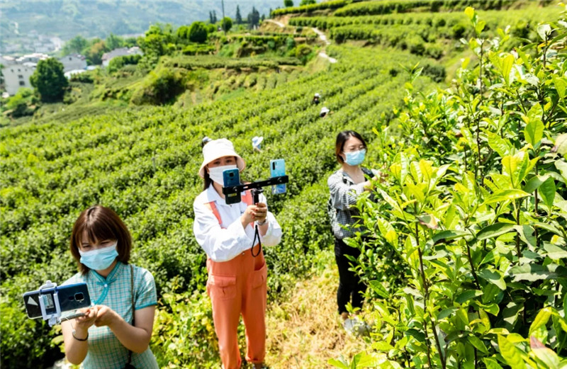 5. 4月16日，在秭归县茅坪镇建东村茶叶基地，几名年轻人在直播采茶。新华社发（郑家裕 摄）.webp.jpg