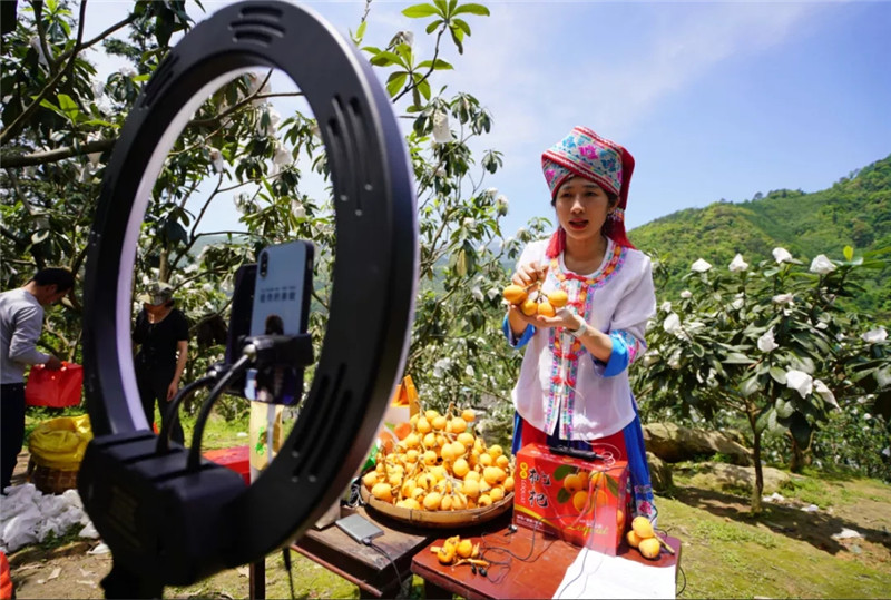 8. 4月26日，在广西龙胜各族自治县泗水乡龙甸村枇杷种植基地，工作人员通过网络直播销售枇杷。近日，广西龙胜各族自治县的枇杷进入收获期，人们忙着采摘枇杷出售，外销各地。新华社发（黄勇丹 摄）.webp.jpg