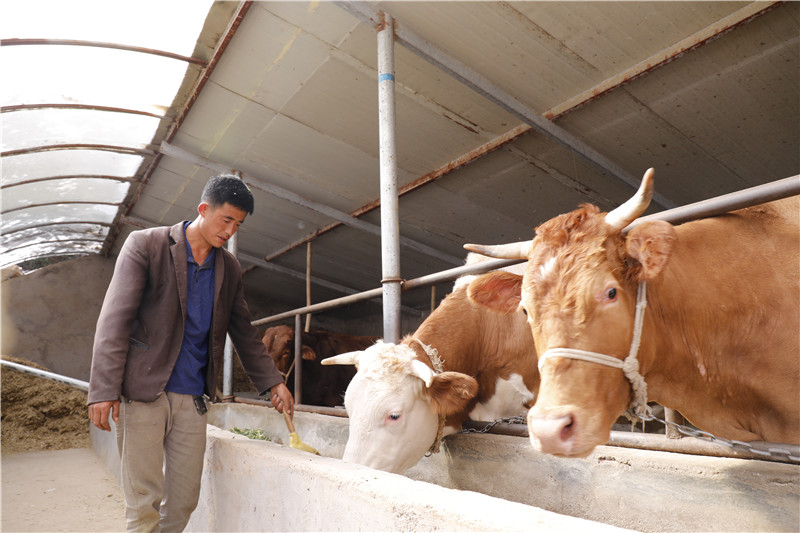 养牛产业已成为西吉县的支柱产业.JPG