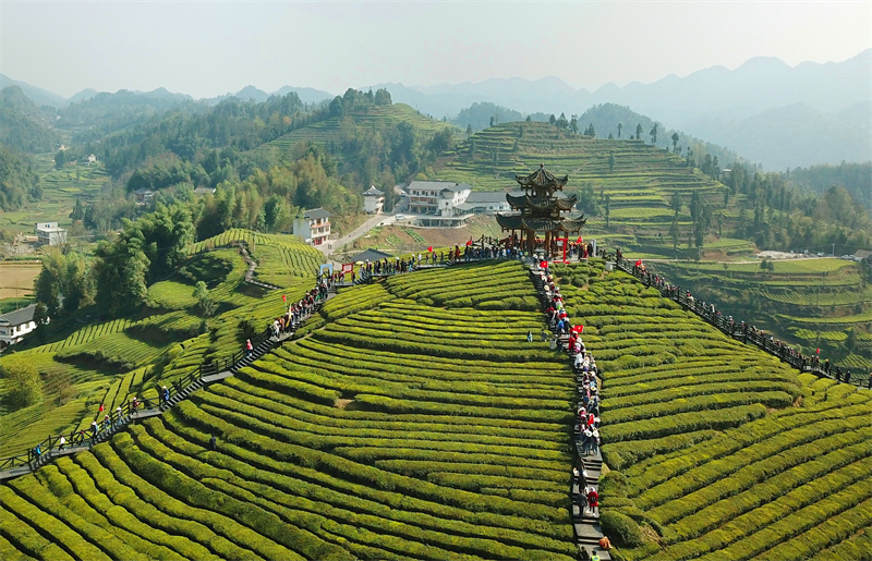 4延伸“茶”链条——茶园变旅游景区助力扶贫.jpg