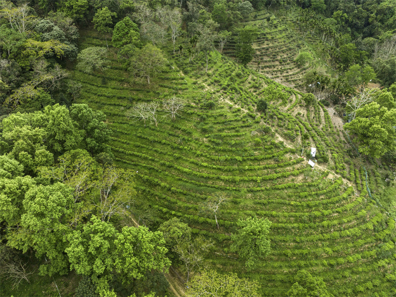 3五指山茶毛纳村茶叶27.jpg