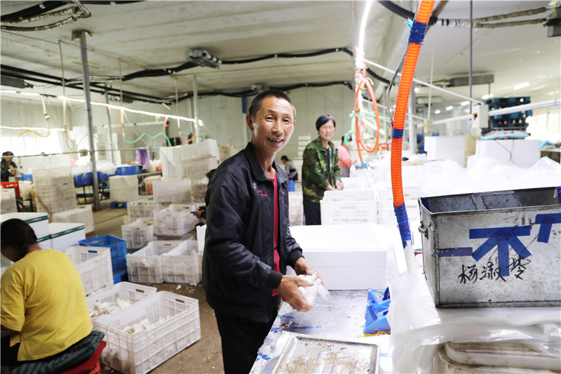 村民梁国瑞在平泉市泉城食用菌种植有限公司车间包装食用菌  摄影  江凌.jpg