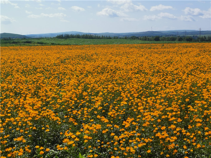 金莲花种植基地.jpg