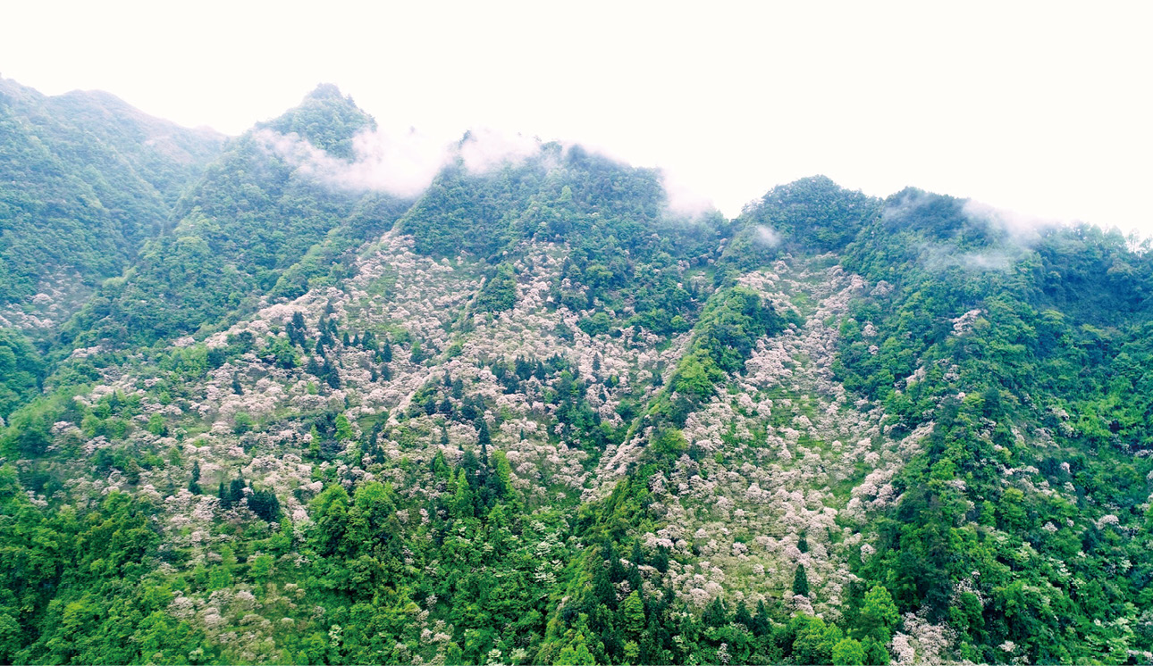 大堡沟——龙王庙桐花.jpg