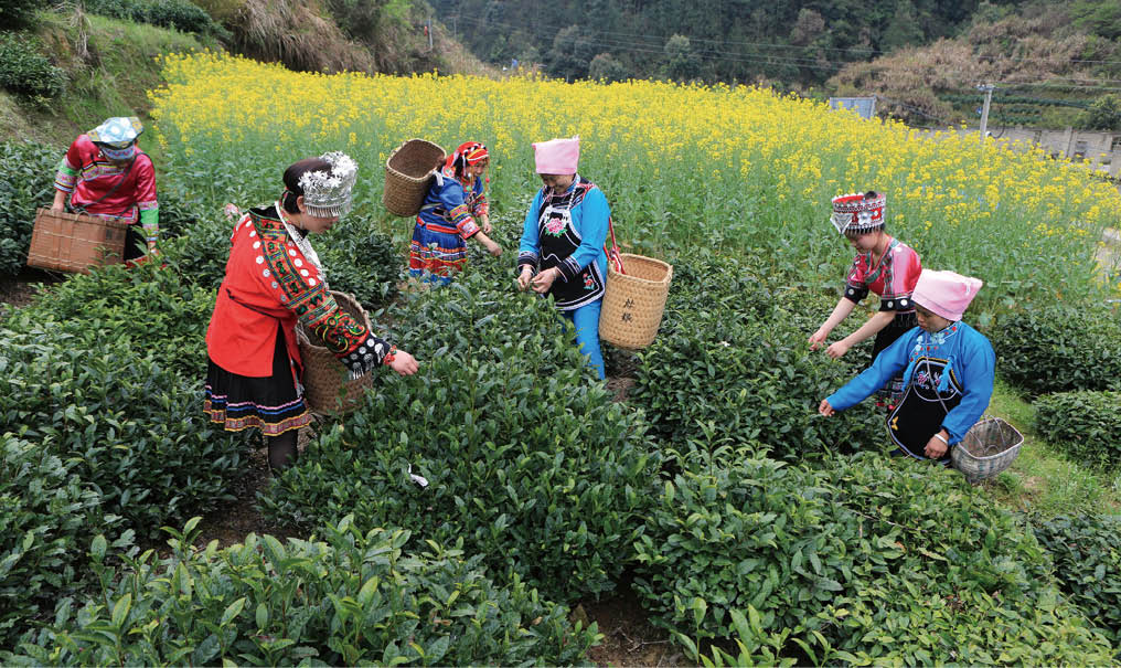 黄山市组织各族群众茶叶采摘技术大比拼活动.jpg